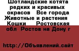 Шотландские котята редких и красивых  окрасов - Все города Животные и растения » Кошки   . Ростовская обл.,Ростов-на-Дону г.